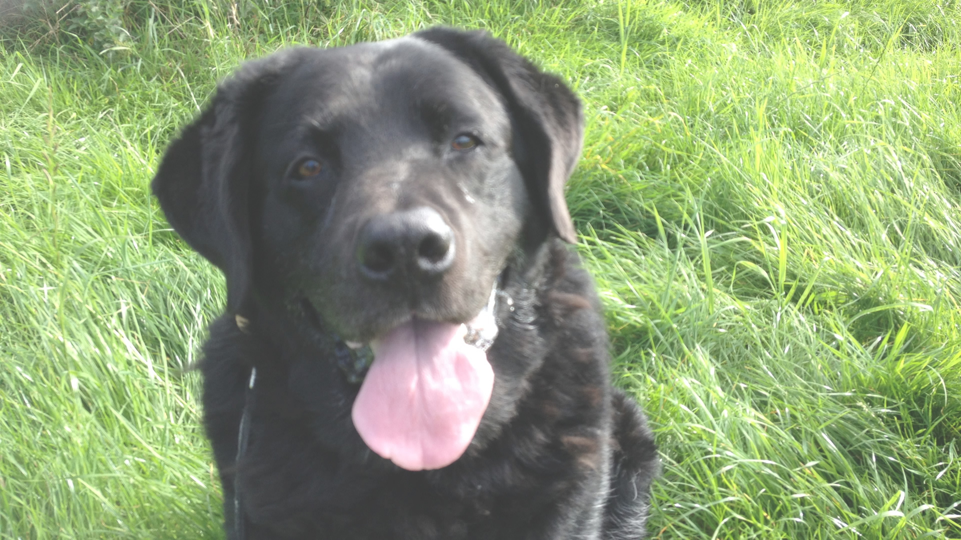 dog walking heald green and cheadle