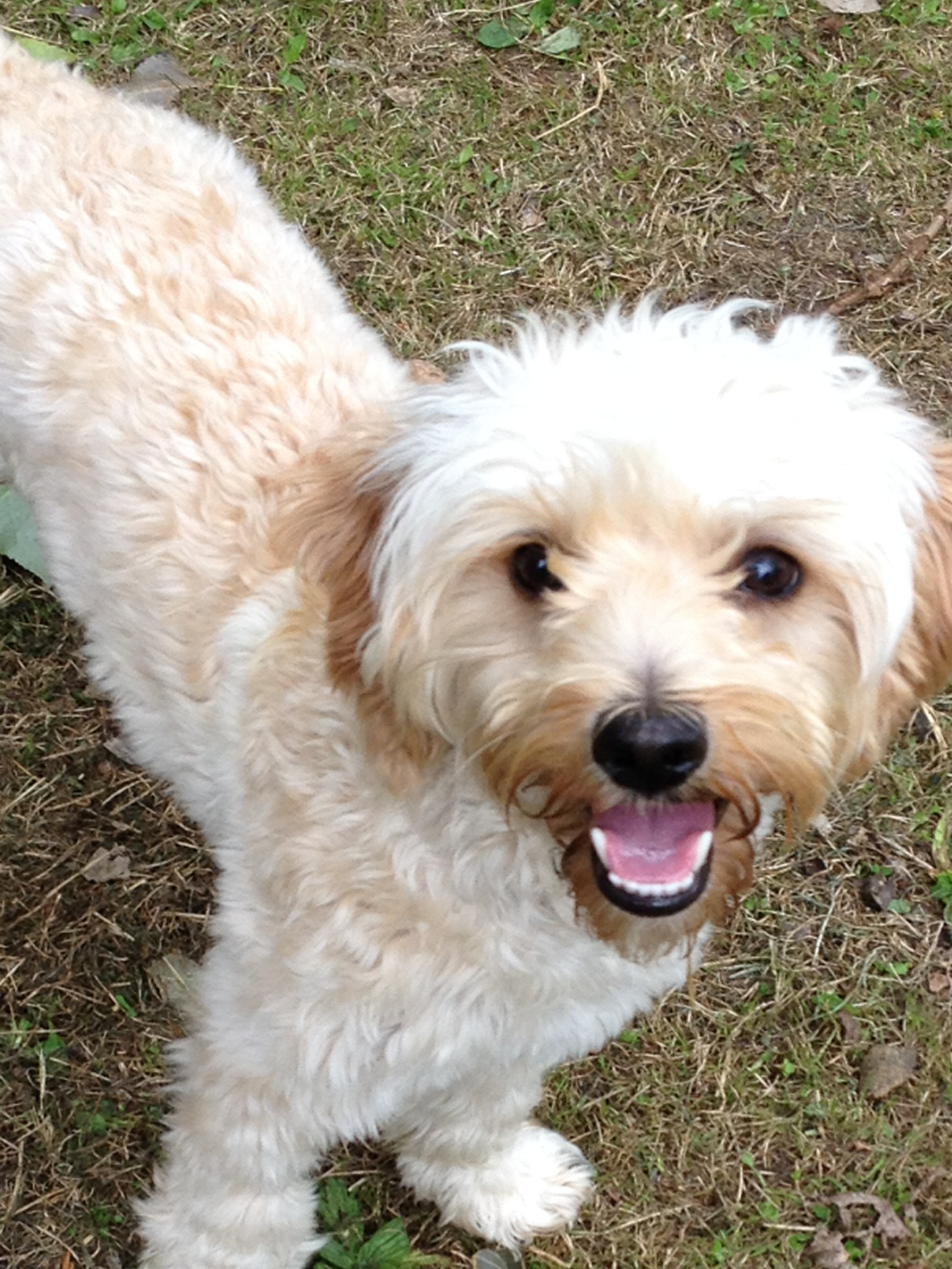 dog walking cheadle bramhall cheshire heald green