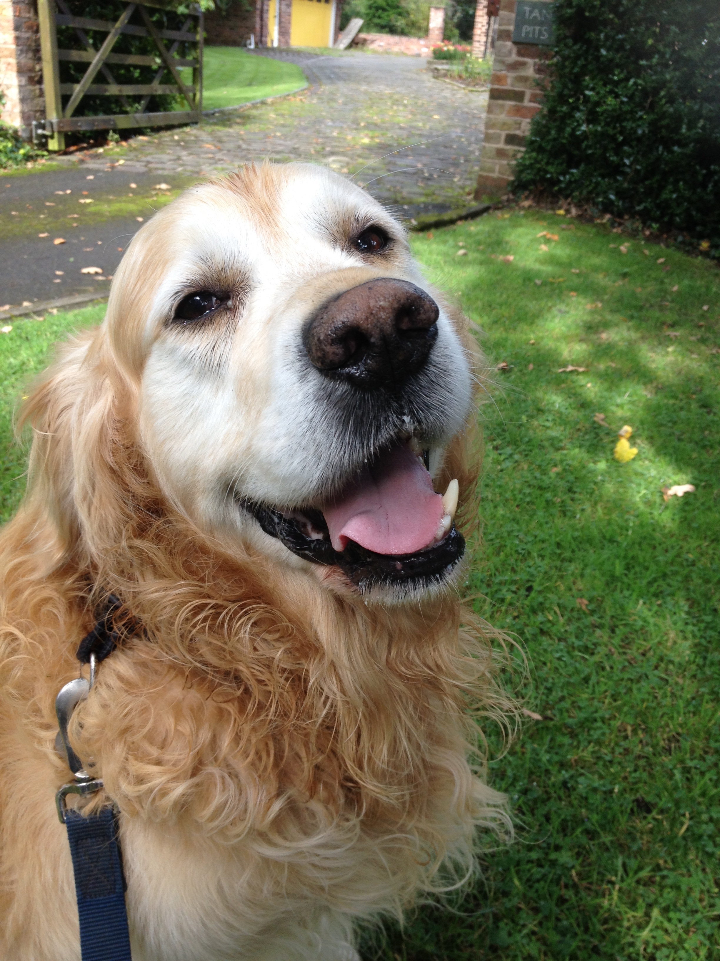 dog walking cheadle bramhall cheshire heald green