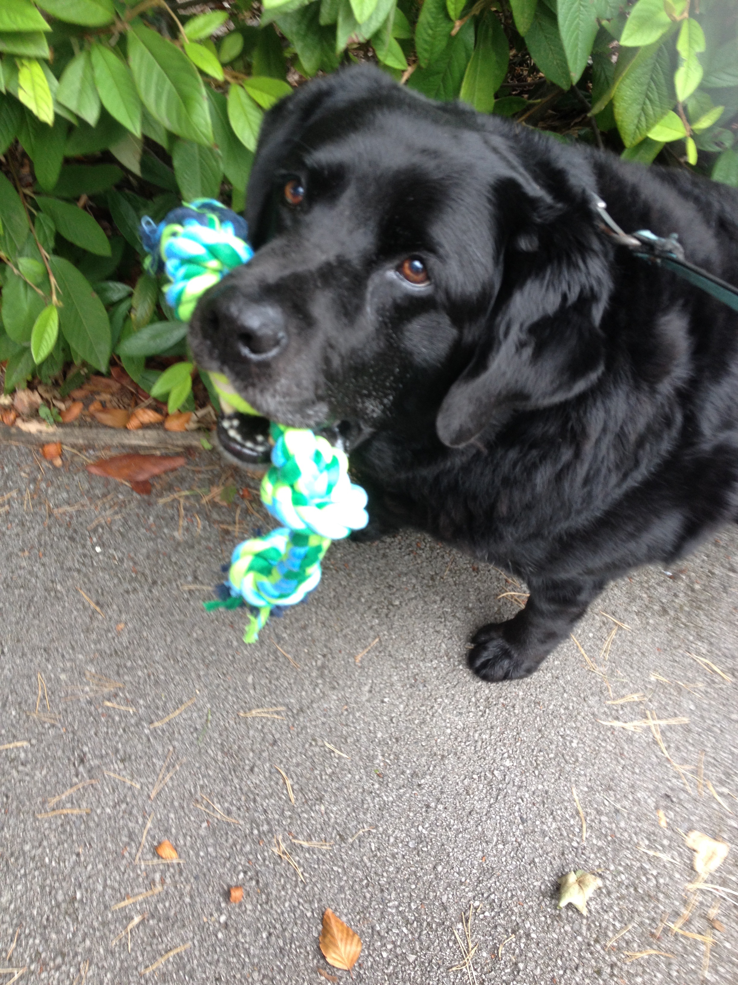 dog walking cheadle bramhall cheshire heald green