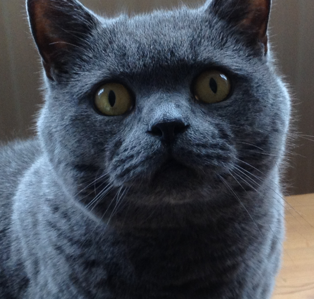 dog walking heald green and cheadle