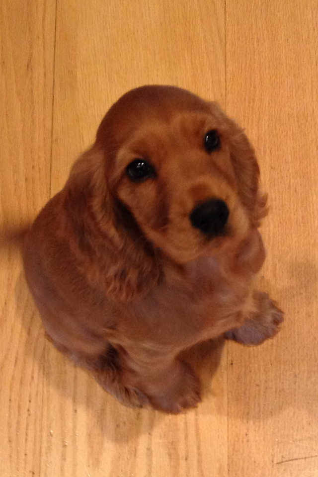 dog walking heald green and cheadle